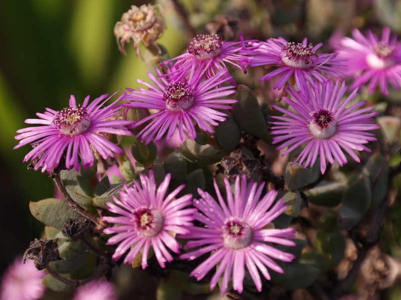 Antimima lokenbergensis photo 5