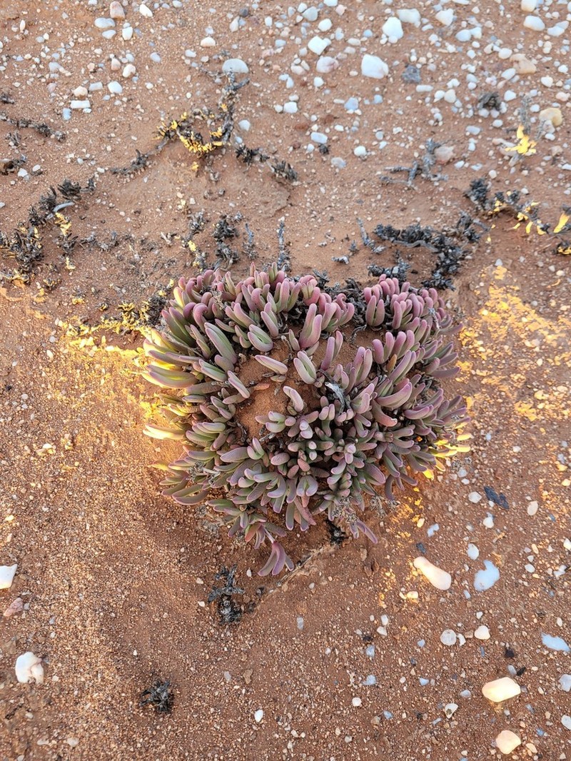 Antimima longipes