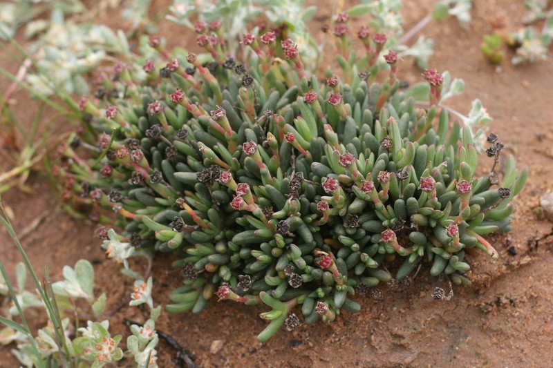 Antimima longipes photo 3