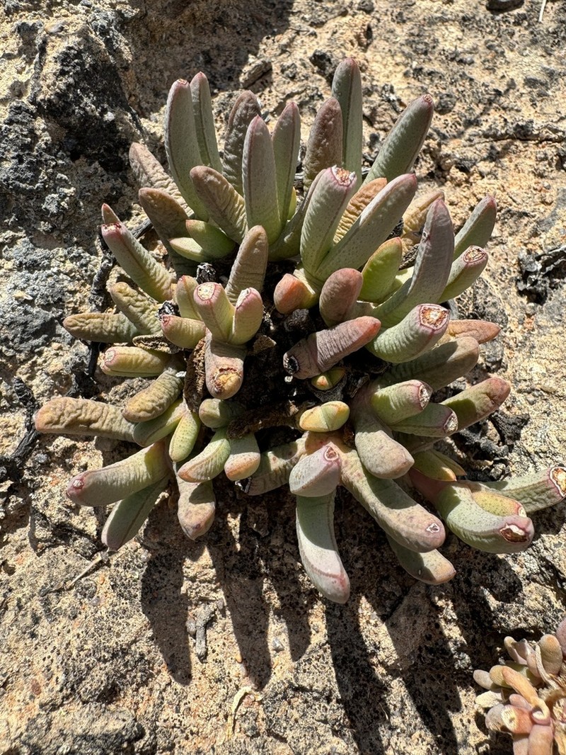 Antimima longipes photo 4