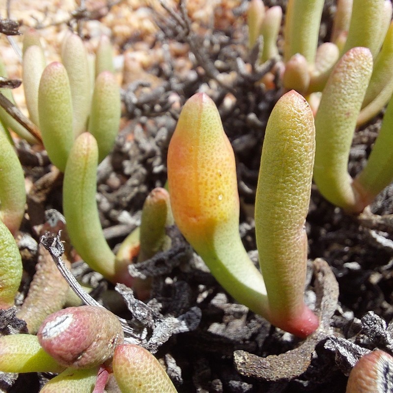 Antimima longipes photo 5