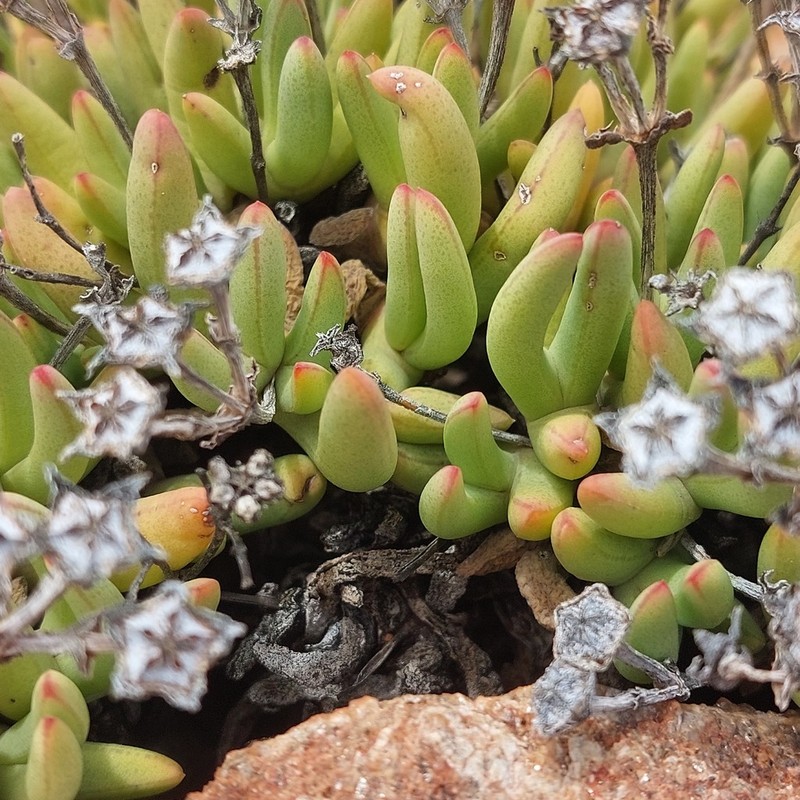 Antimima longipes photo 6