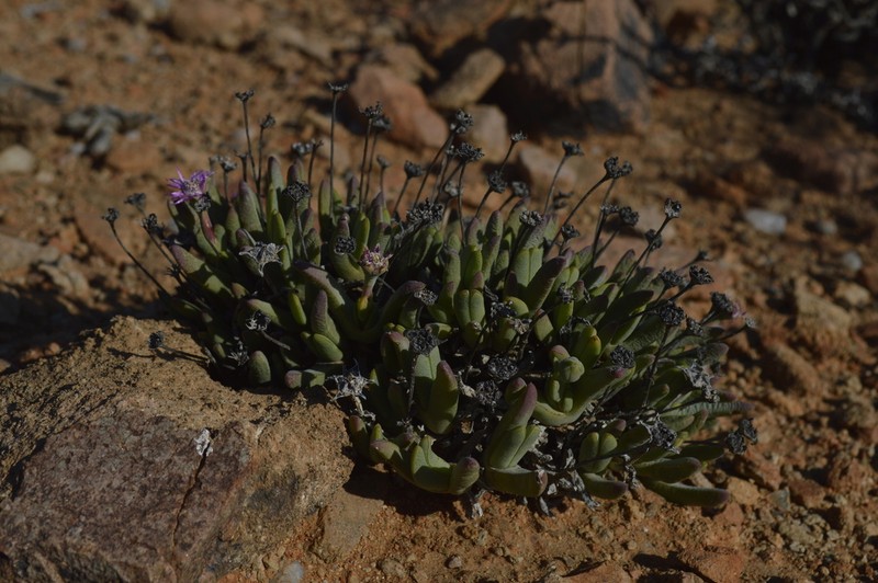 Antimima longipes photo 7