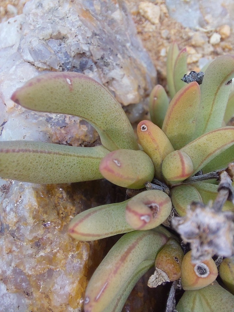 Antimima longipes photo 8