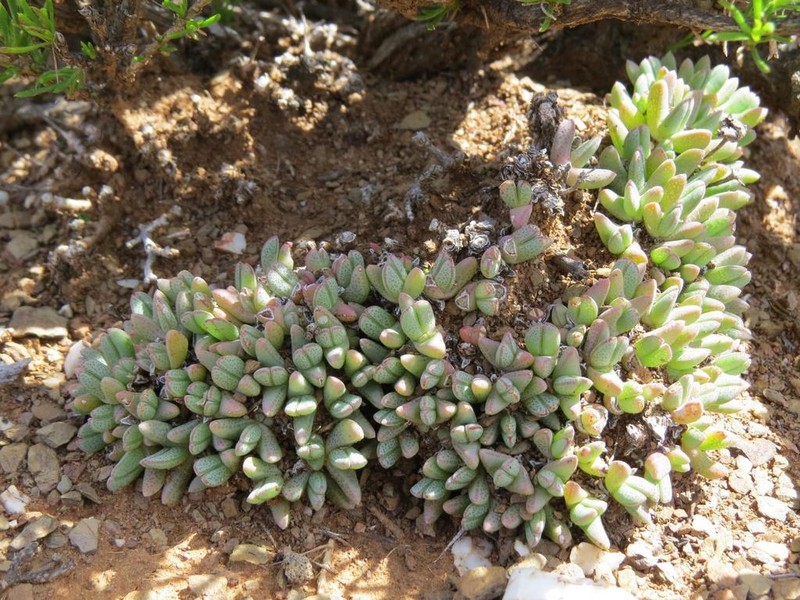 Antimima maxwellii
