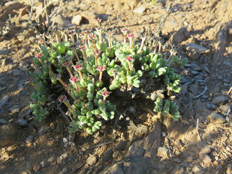 Antimima maxwellii photo 2