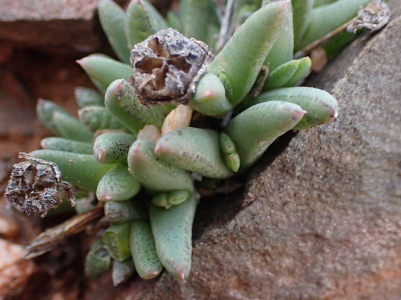 Antimima maxwellii photo 3
