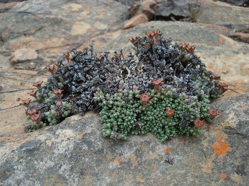 Antimima maxwellii photo 4