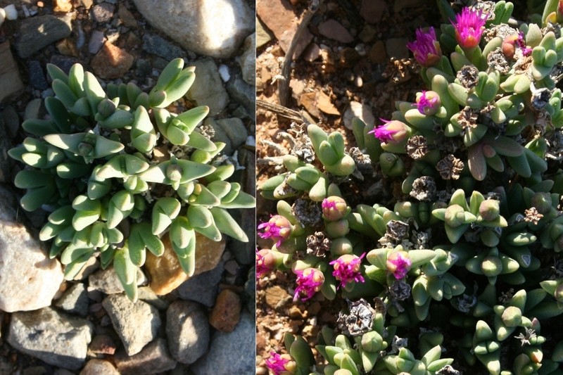 Antimima maxwellii photo 5
