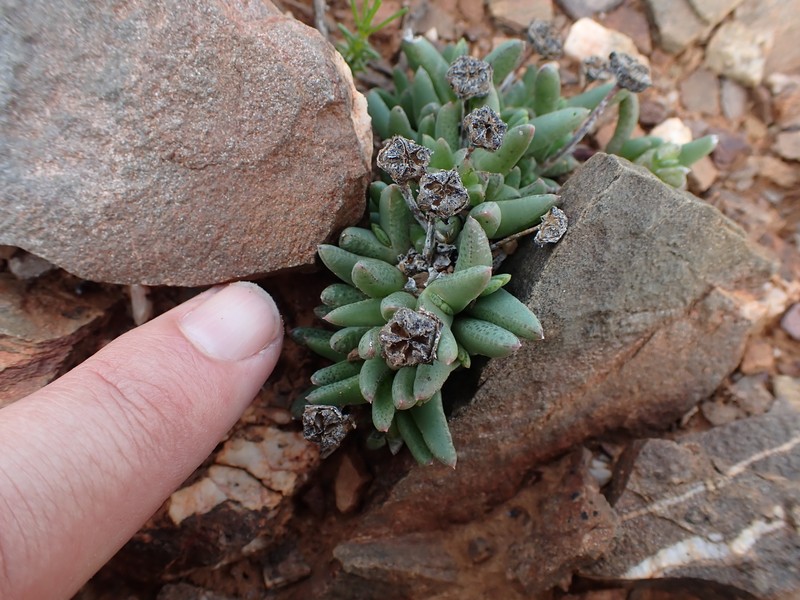 Antimima maxwellii photo 8