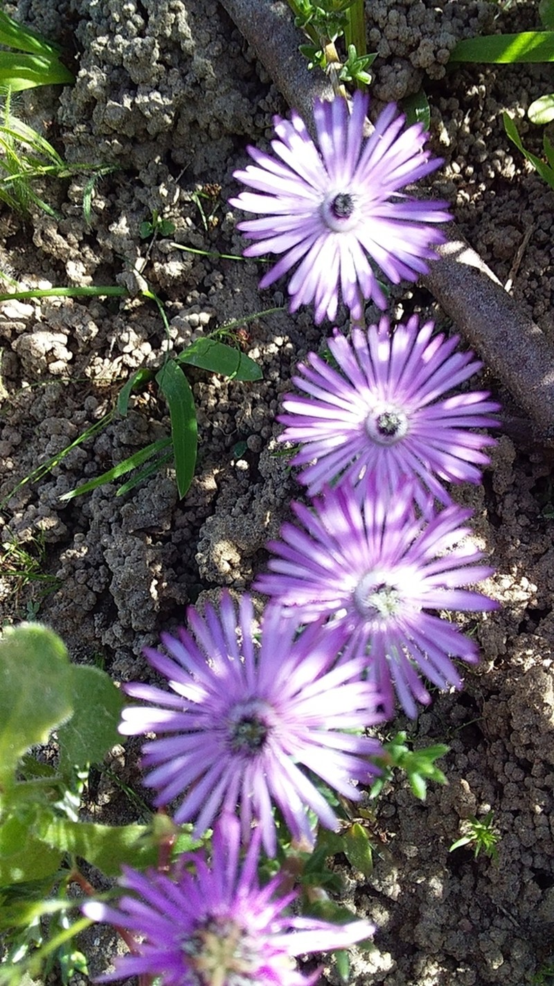 Antimima menniei photo 2