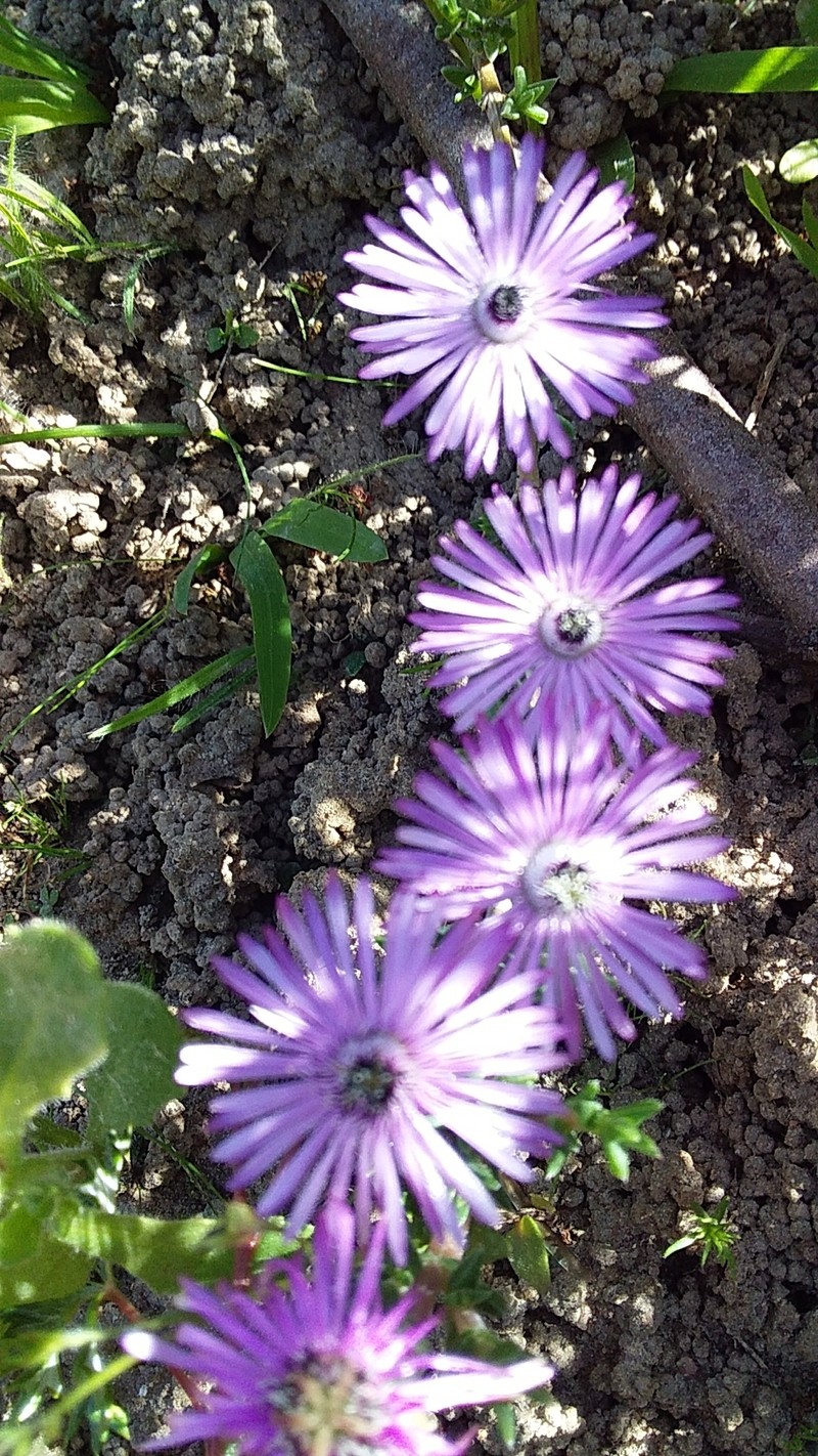 Antimima menniei photo 3