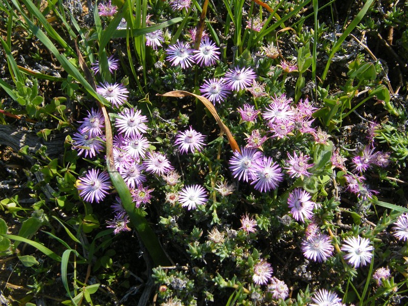Antimima menniei photo 4