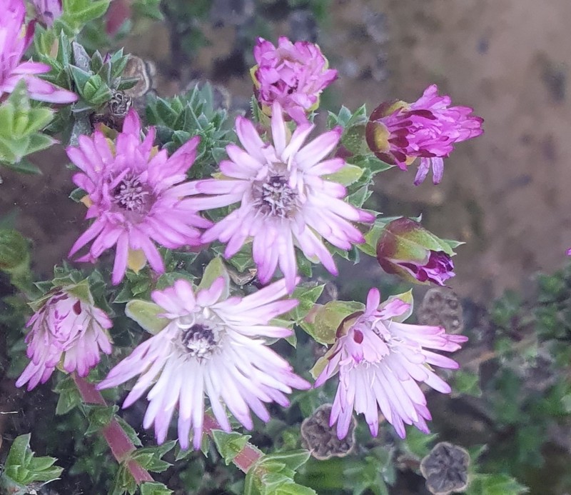 Antimima microphylla