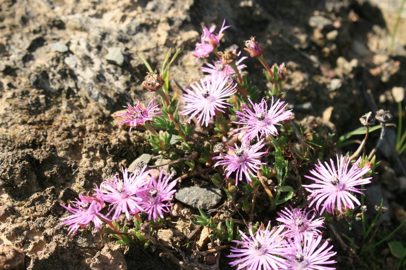 Antimima microphylla photo 2