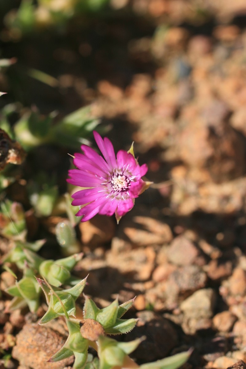 Antimima microphylla photo 3
