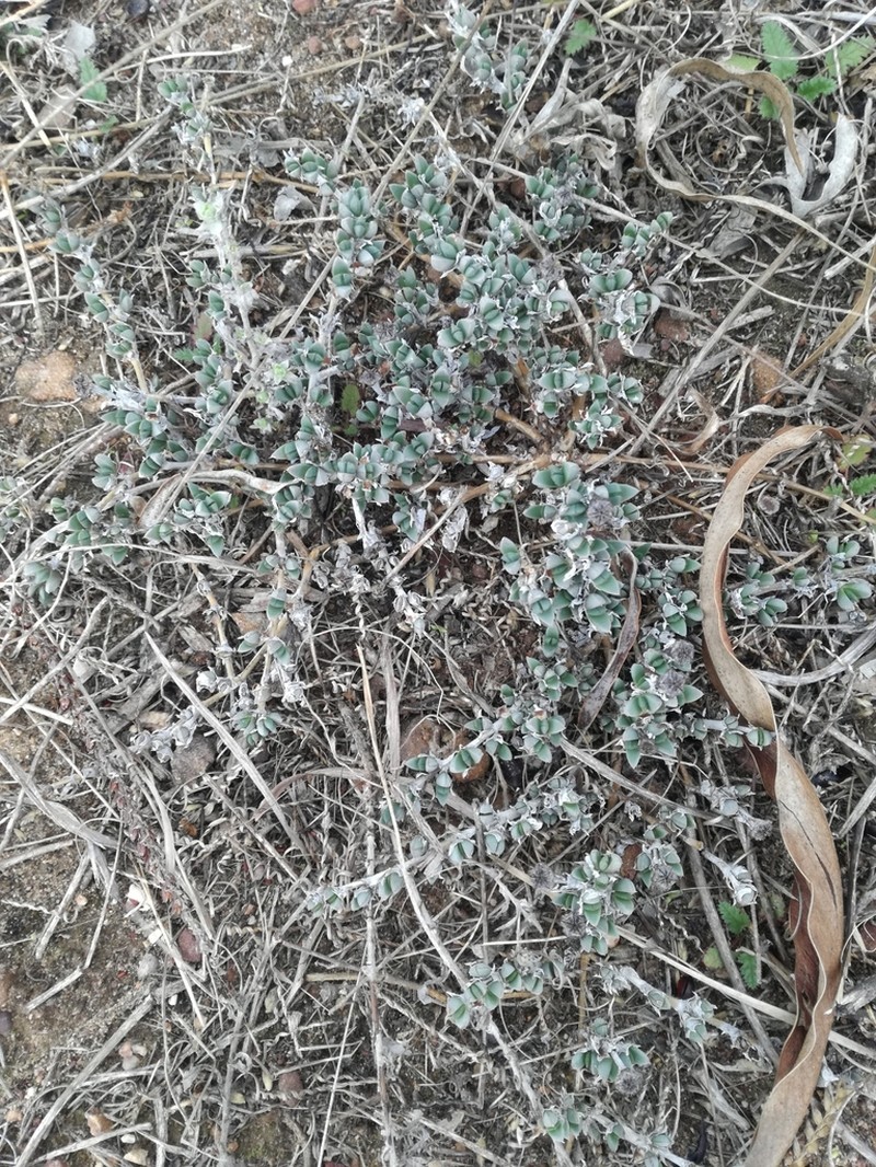 Antimima microphylla photo 4