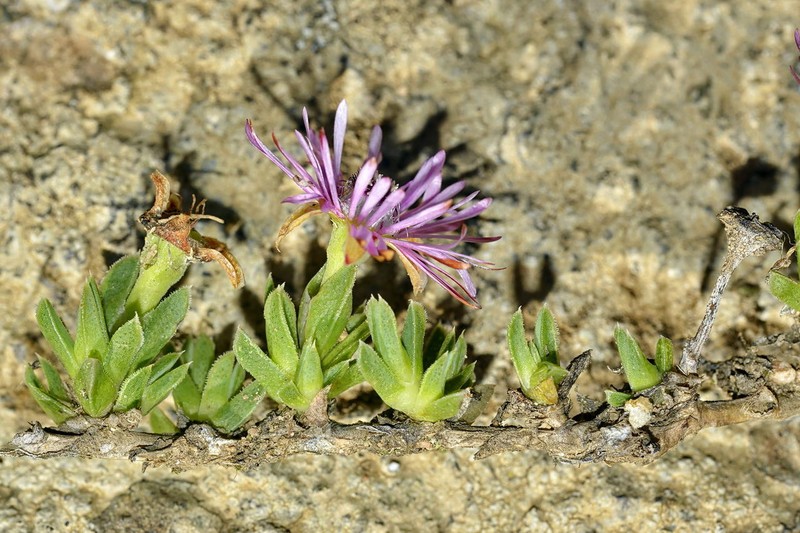 Antimima microphylla photo 8