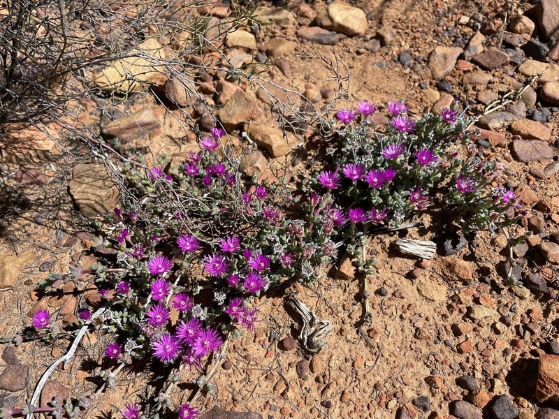 Antimima minutifolia photo 2