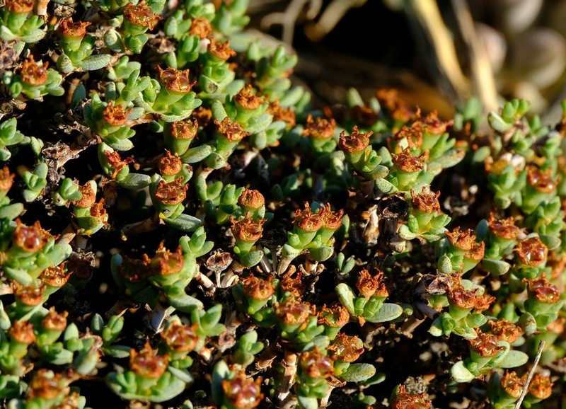 Antimima minutifolia photo 3