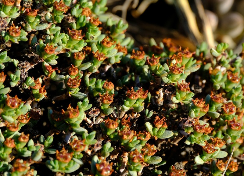 Antimima minutifolia photo 6
