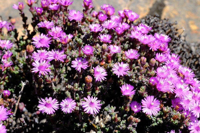Antimima minutifolia photo 8