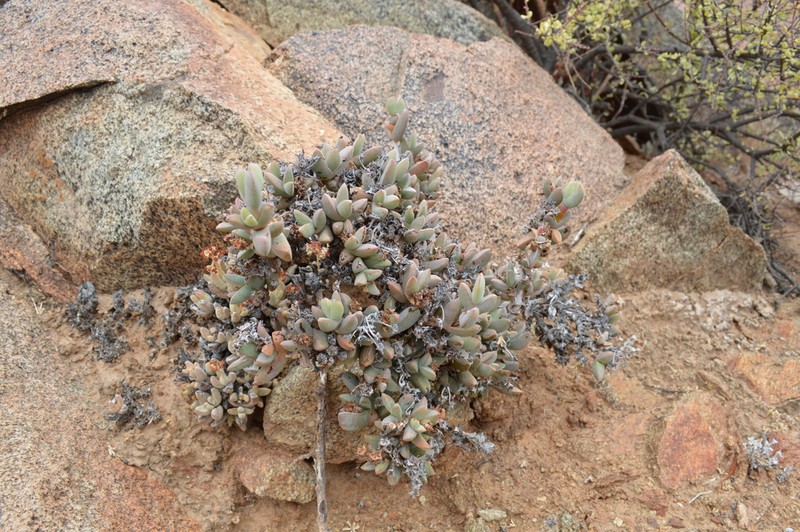 Antimima modesta