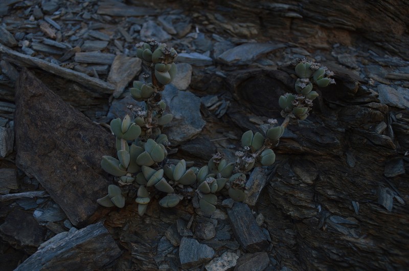 Antimima modesta photo 5