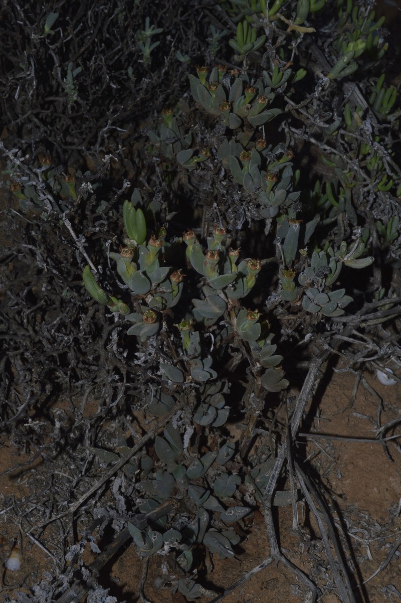 Antimima modesta photo 8