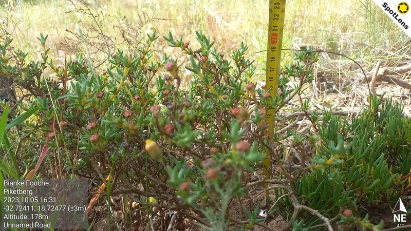 Antimima mucronata