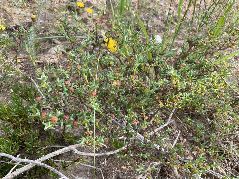 Antimima mucronata photo 2
