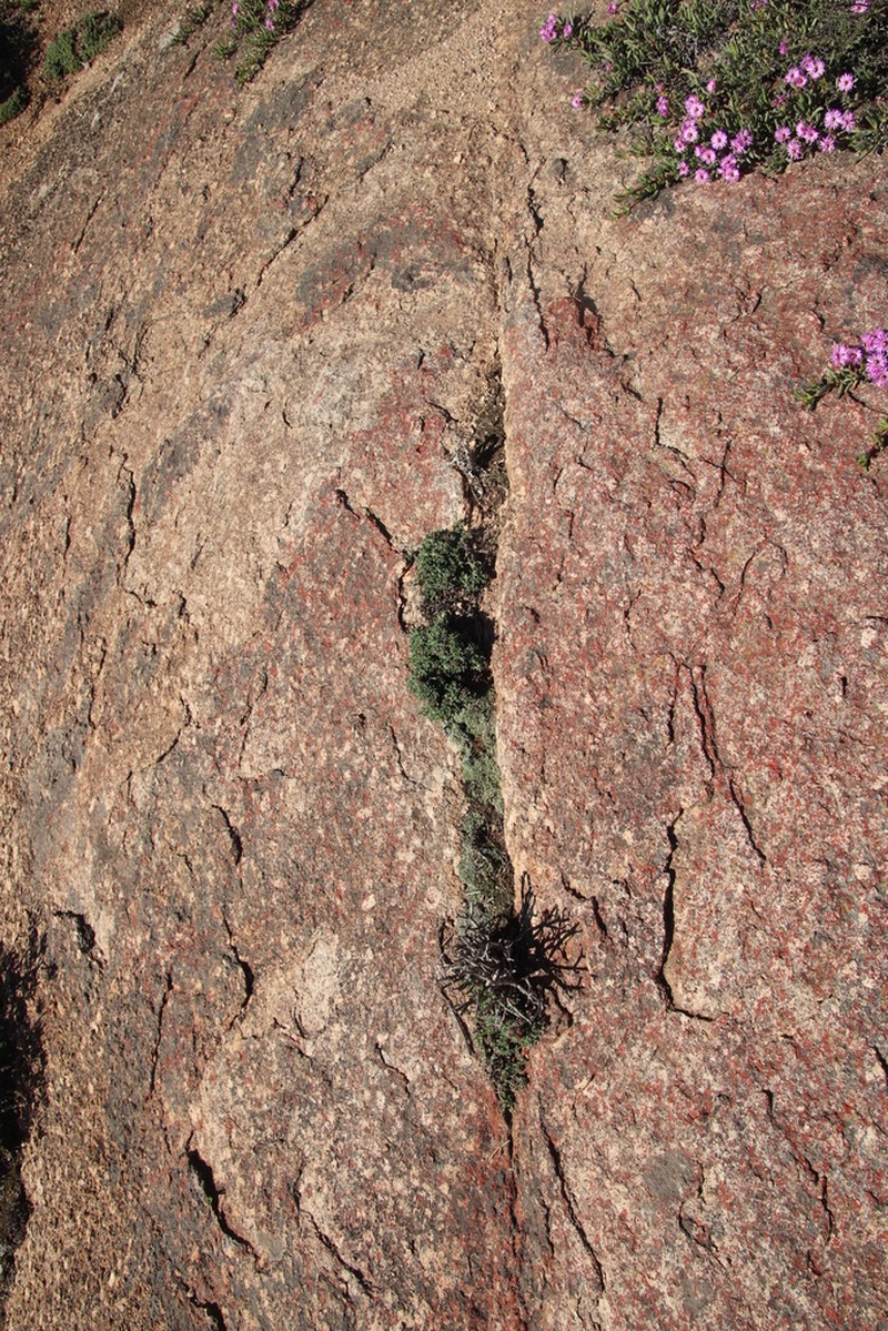 Antimima mucronata photo 3