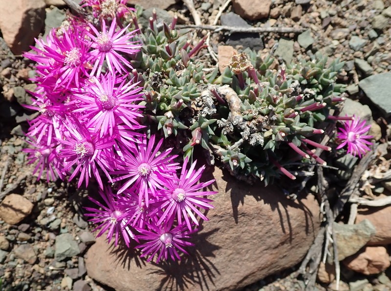 Antimima mucronata photo 4