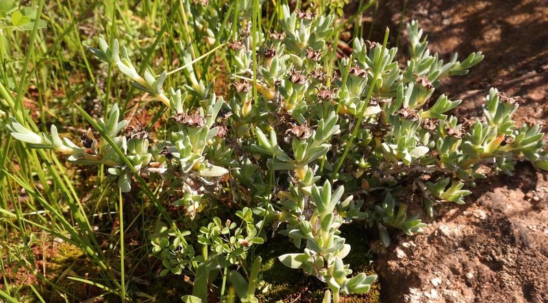Antimima mucronata photo 5