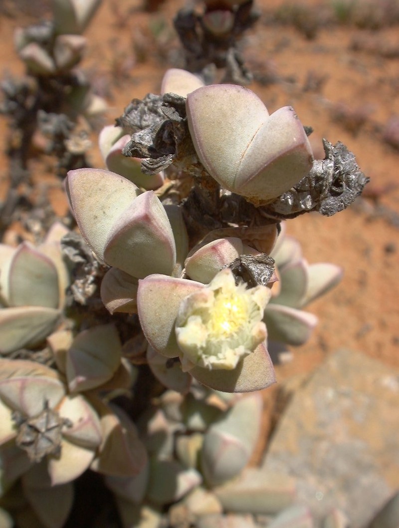 Antimima nobilis