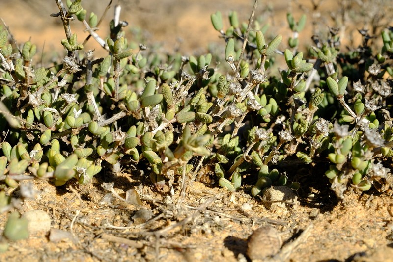 Antimima nordenstamii