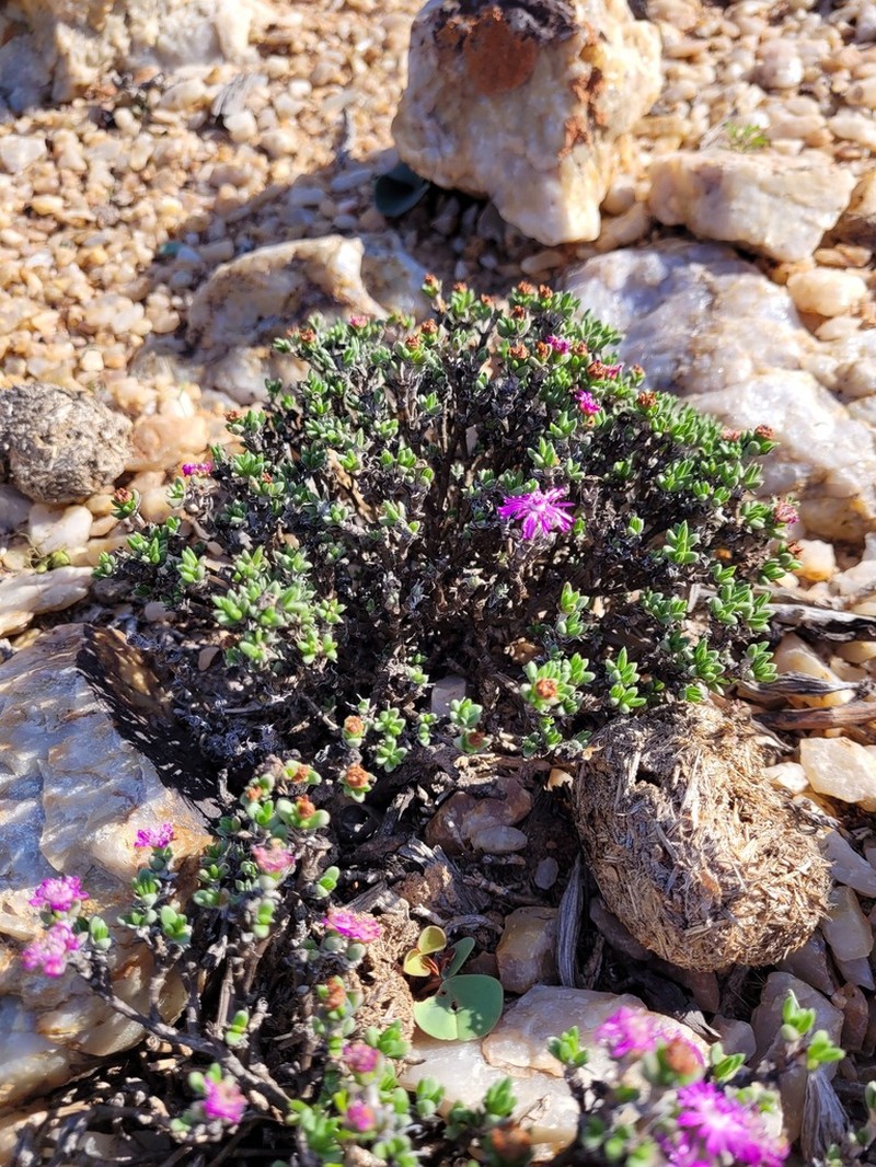 Antimima papillata