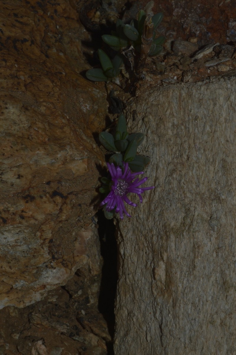 Antimima papillata photo 5