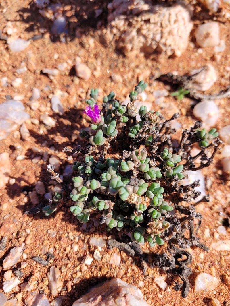 Antimima papillata photo 6