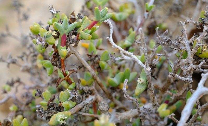 Antimima paripetala