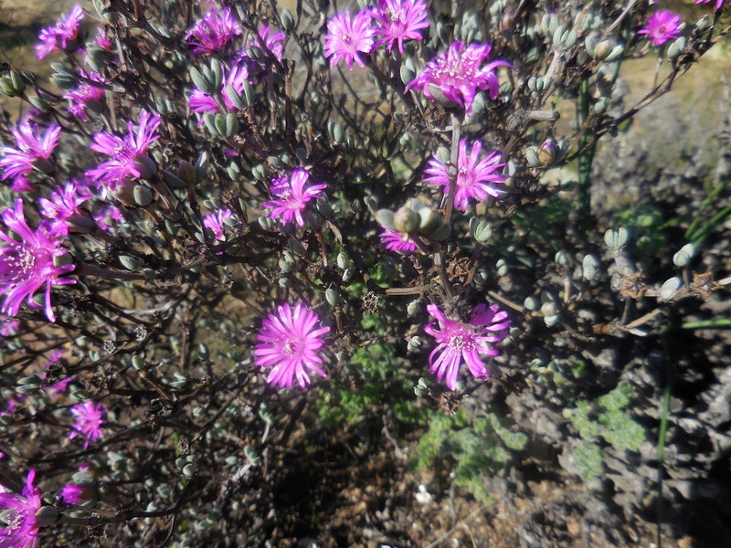 Antimima paucifolia
