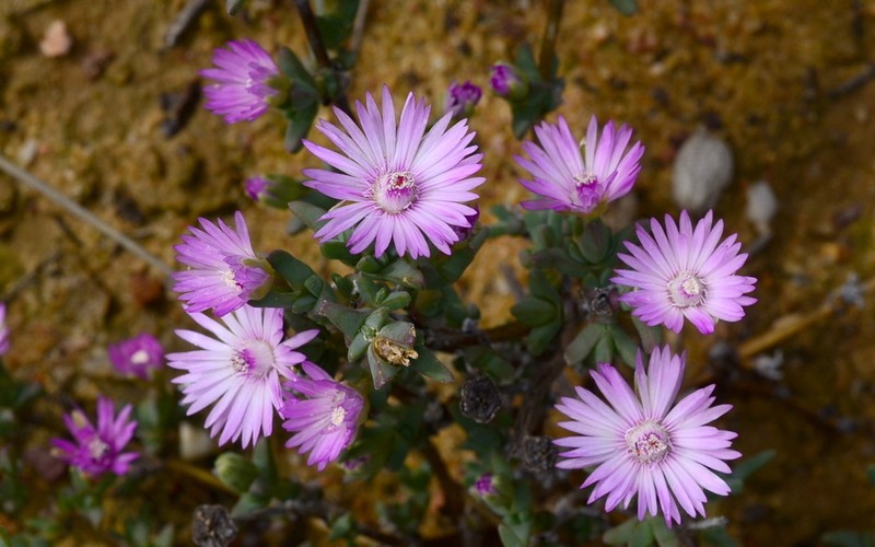 Antimima paucifolia photo 2