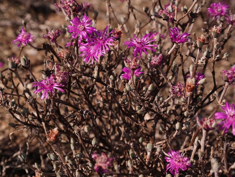 Antimima paucifolia photo 3