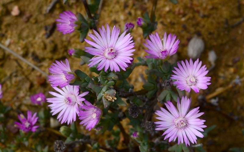 Antimima paucifolia photo 5