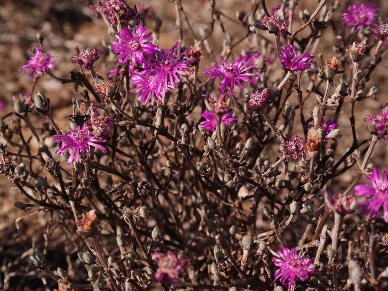 Antimima paucifolia photo 6