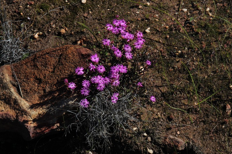 Antimima paucifolia photo 8
