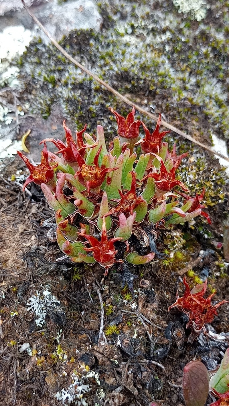 Antimima peersii