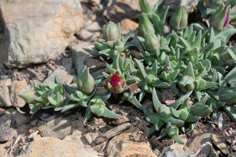 Antimima peersii photo 2