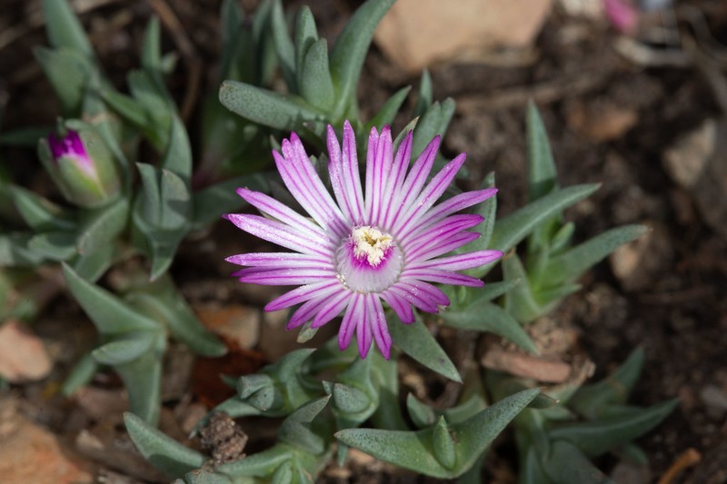 Antimima peersii photo 3