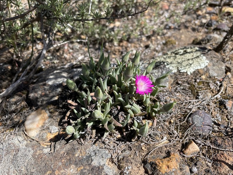 Antimima peersii photo 4